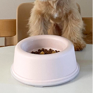 강아지 고양이 밥그릇 물그릇